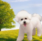 bichonfrise_03