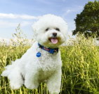 bichonfrise_04