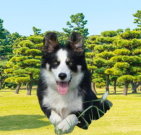 bordercollie_01