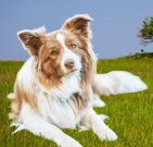 bordercollie_02