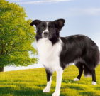 bordercollie_03