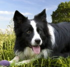 bordercollie_04