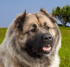 caucasianshepherd_02