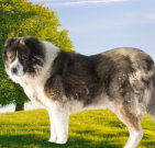 caucasianshepherd_03