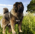 caucasianshepherd_04