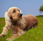 cockerspaniel_02