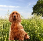 cockerspaniel_04