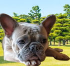 frenchbulldog_01