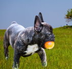 frenchbulldog_02