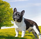 frenchbulldog_03