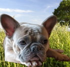 frenchbulldog_04