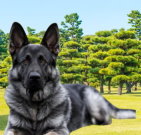 germanshepherd_01