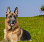 germanshepherd_02