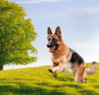 germanshepherd_03