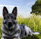 germanshepherd_04