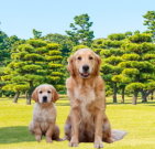 goldenretriever_01