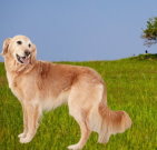 goldenretriever_02