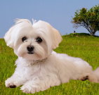 maltese_02