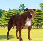 pitbullterrier_01