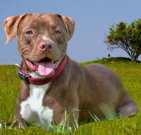 pitbullterrier_02