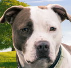 pitbullterrier_03