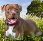 pitbullterrier_04