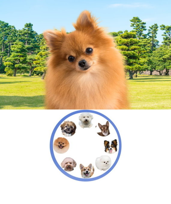 pomeranian_01