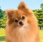 pomeranian_01