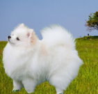 pomeranian_02