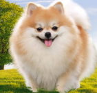 pomeranian_03