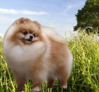 pomeranian_04