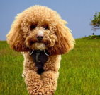 poodle_02