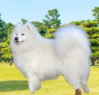 samoyeddog_01