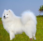 samoyeddog_02