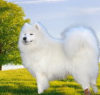 samoyeddog_03