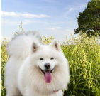 samoyeddog_04