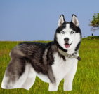 siberianhusky_02