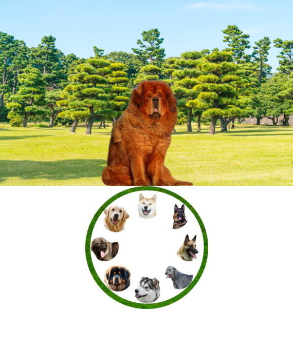 tibetanmastiff_01