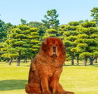 tibetanmastiff_01