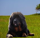 tibetanmastiff_02