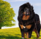 tibetanmastiff_03