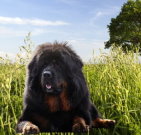 tibetanmastiff_04