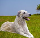 wolfhound_02