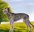 wolfhound_03