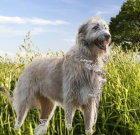 wolfhound_04